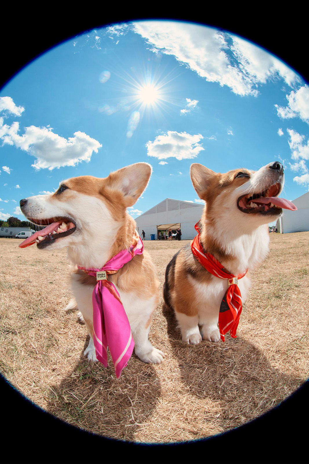 DOG-COLLECTION-002.jpg